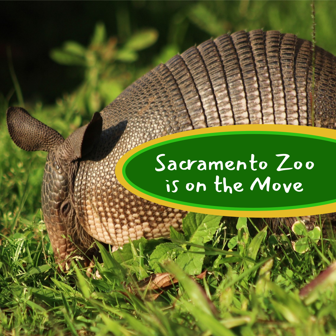 The Animals are Getting a Head Start on the Sacramento Zoo's Move Away from  Land Park - Land Park Community Association